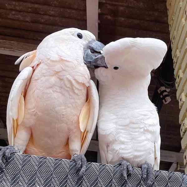 Volní a krásní papoušci kakadu k dispozici pro adopci zdarma