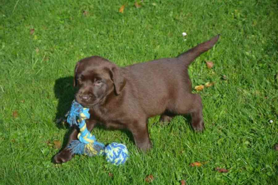 Rozkošná štěňátka labradorů - foto 3
