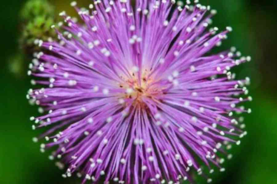 CITLIVKA (mimosa pudica) - foto 2