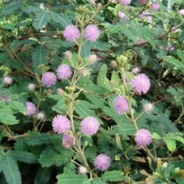 CITLIVKA (mimosa pudica) - foto 4