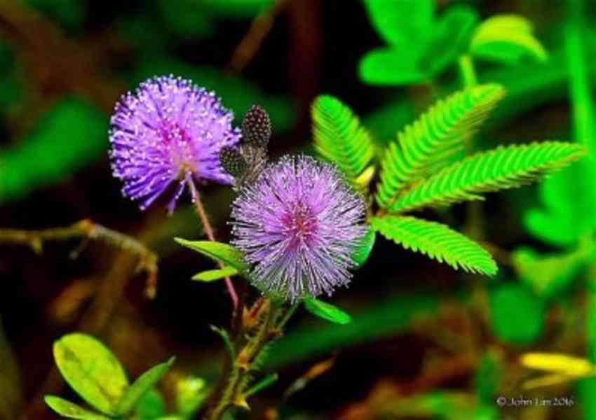 CITLIVKA (mimosa pudica) - foto 1