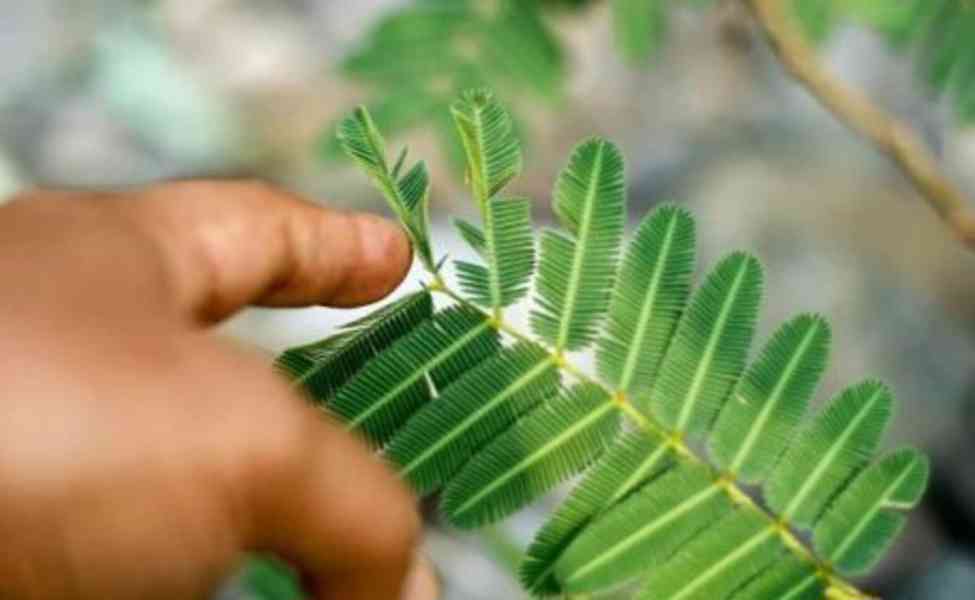 CITLIVKA (mimosa pudica) - foto 3