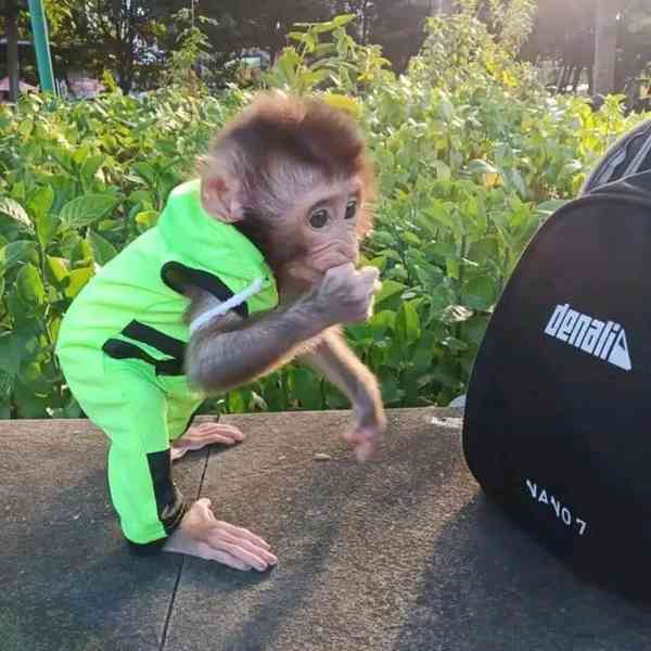  Velmi hraví kapucínští společníci.