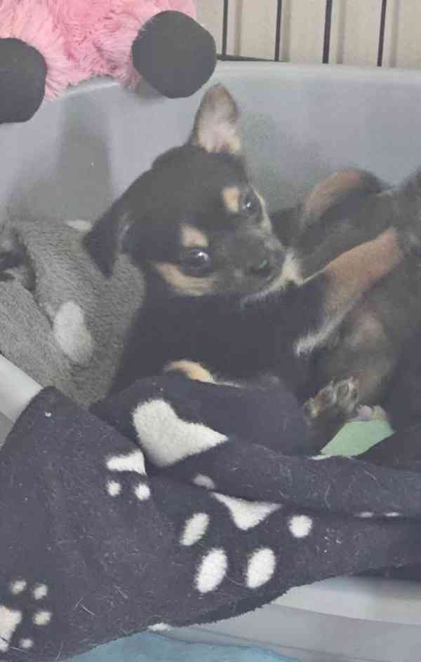 štěňátka Čivava❤️ - foto 1