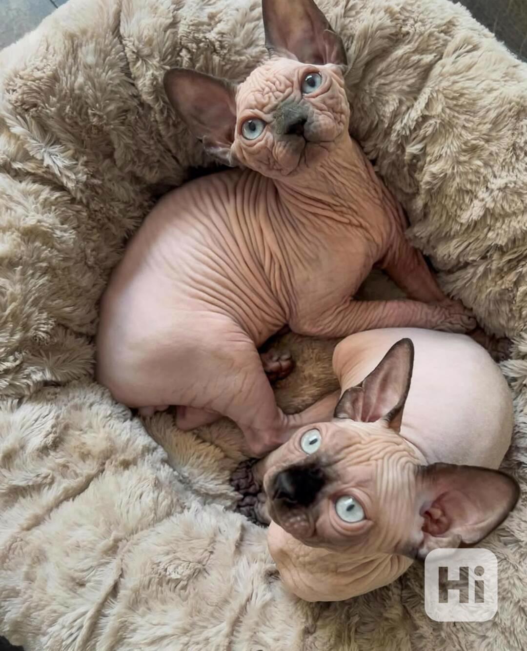 2 koťata sphynxů k adopci zdarma - foto 1