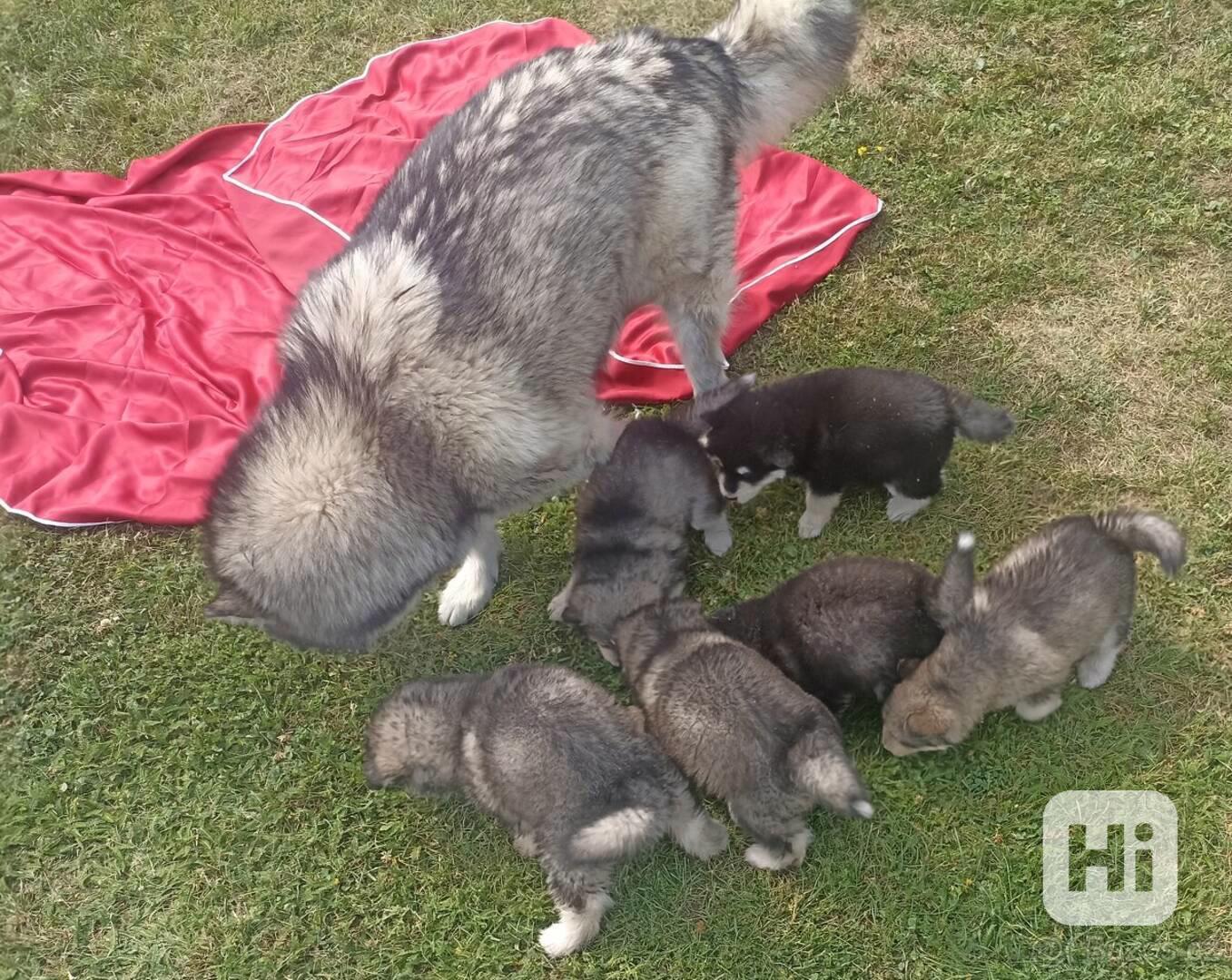 Aljašský malamut - štěňata  - foto 1