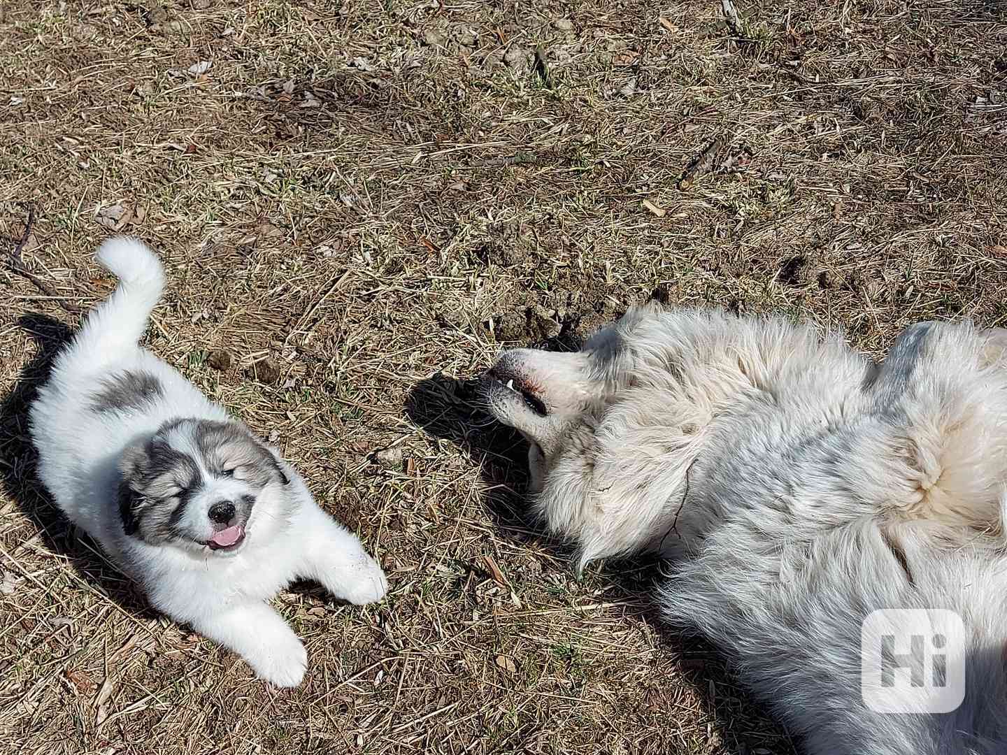 Pyrenejský horský pes - foto 1