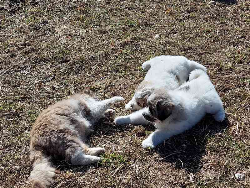 Pyrenejský horský pes - foto 4