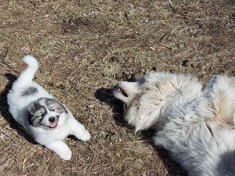 Pyrenejský horský pes - foto 1