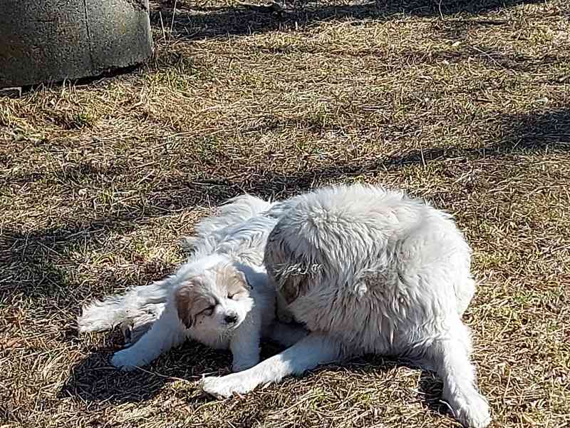 Pyrenejský horský pes - foto 3