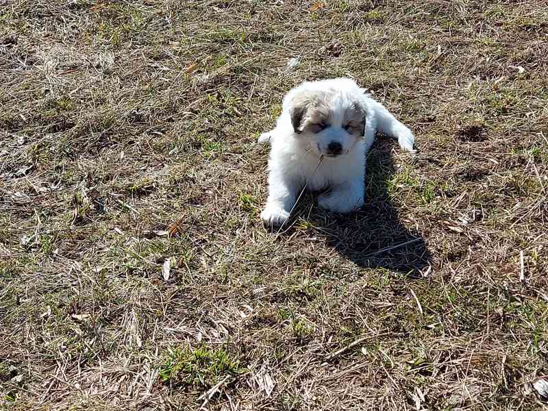 Pyrenejský horský pes - foto 2