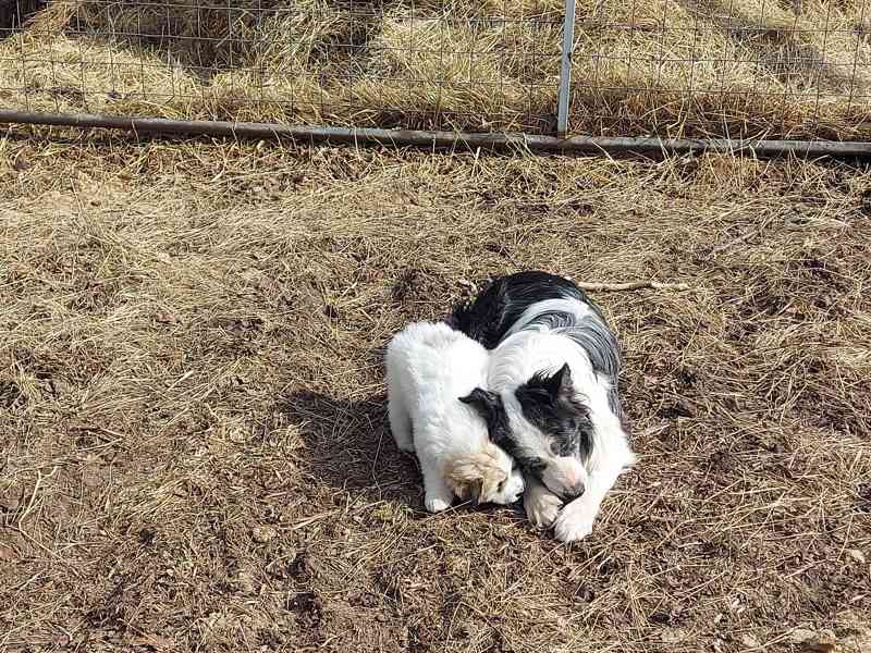 Pyrenejský horský pes - foto 5