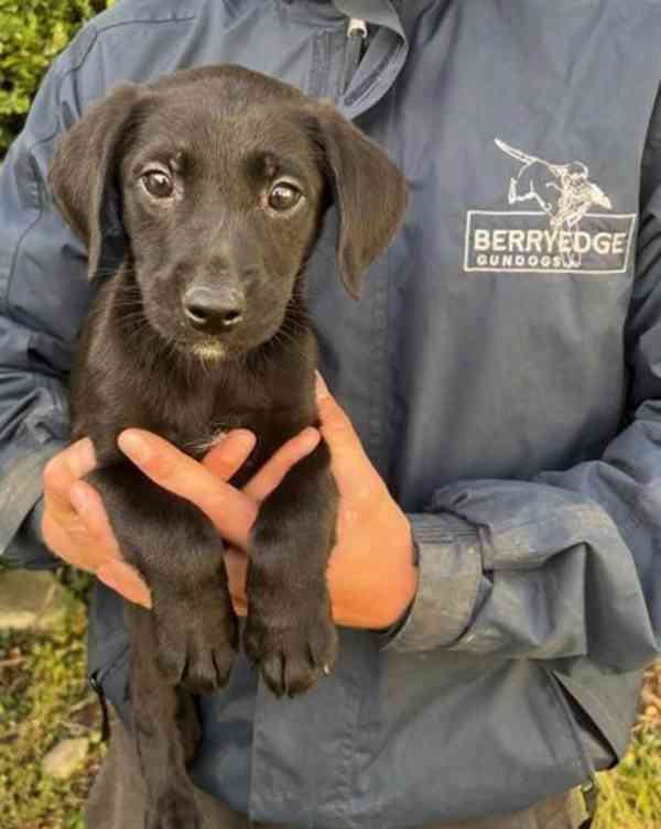 Kc štěně labradora - foto 4