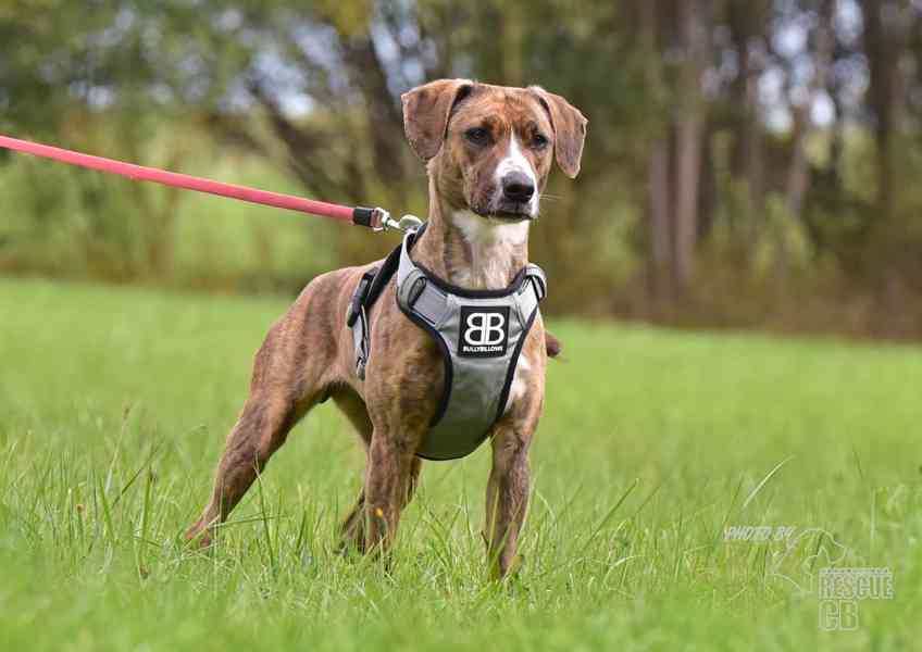 Nalezená Bonie hledá nový domov - foto 6