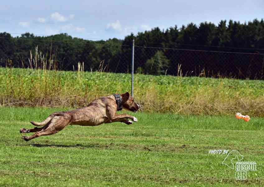 Nalezená Bonie hledá nový domov - foto 1