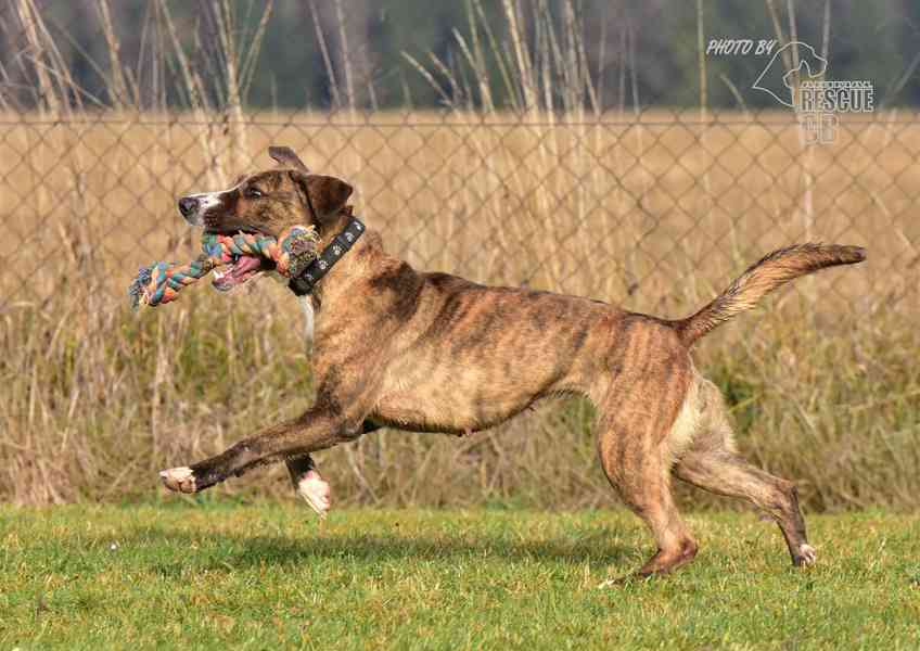 Nalezená Bonie hledá nový domov - foto 13