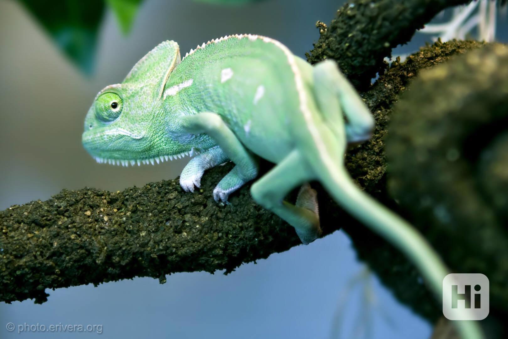 Prodám Chameleon jemenský - Chameleo calyptratus - foto 1