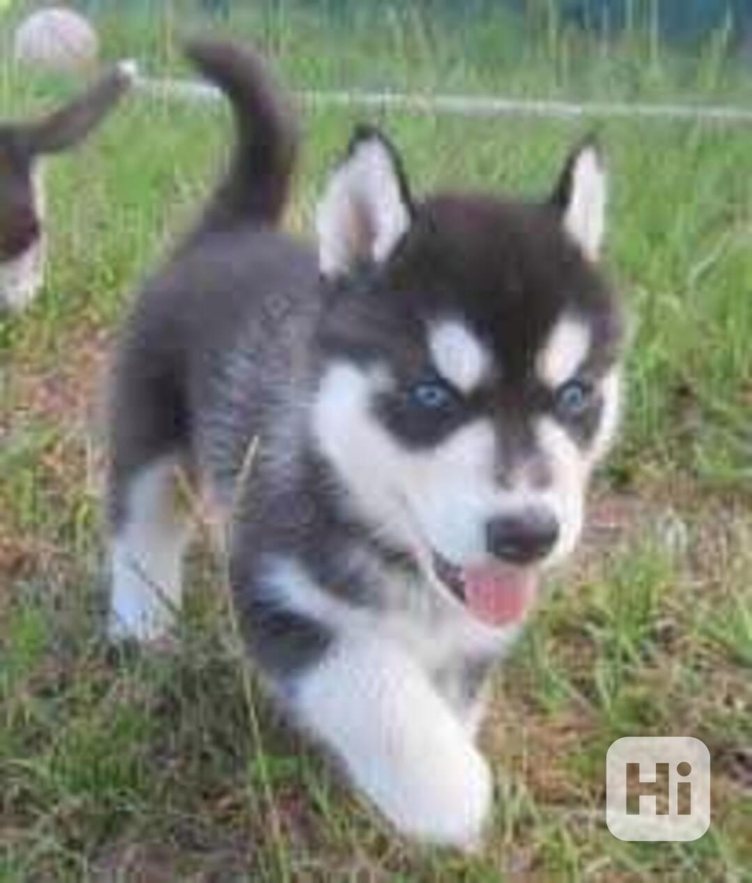 Krásná štěňata sibiřského huskyho na prodej - foto 1