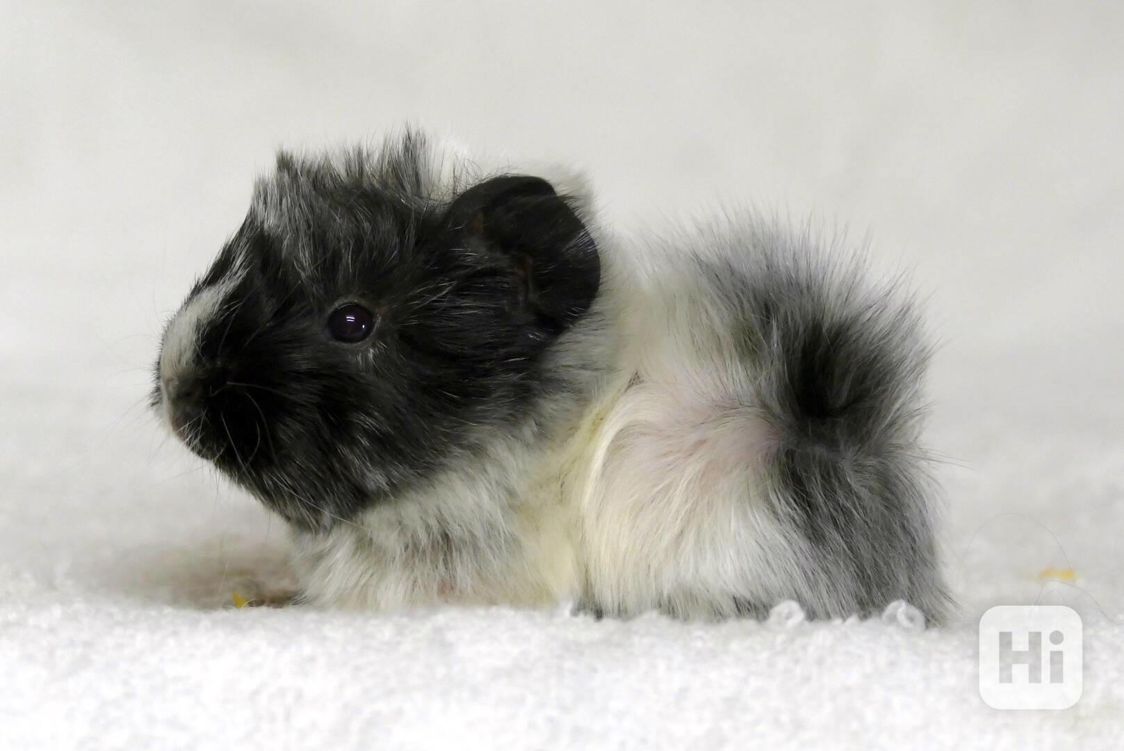 morče mláďata - foto 1