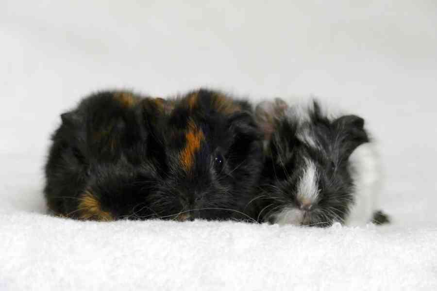 morče mláďata - foto 3