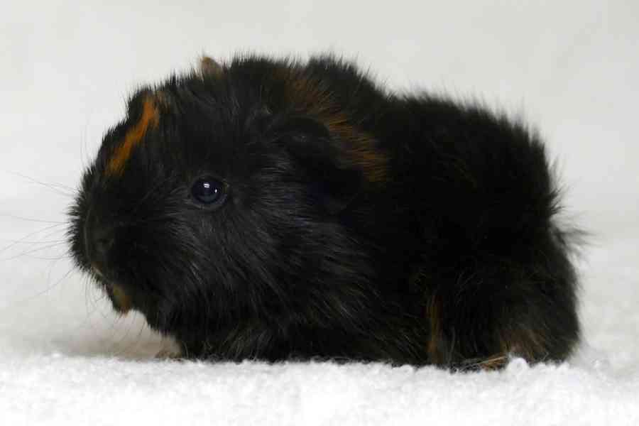 morče mláďata - foto 2