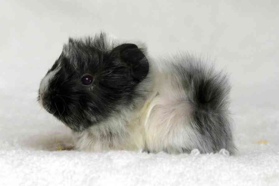 morče mláďata - foto 1