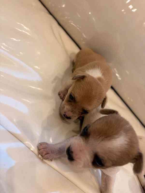 štěňátka Čivava  - foto 1