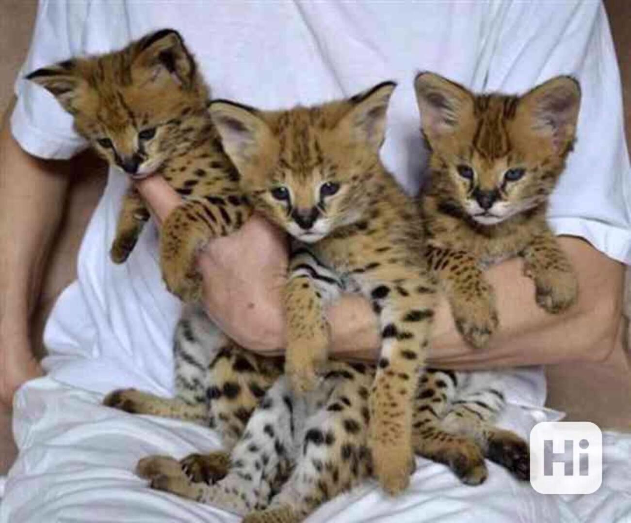 Koťata plemene Savannah a Caracal - foto 1