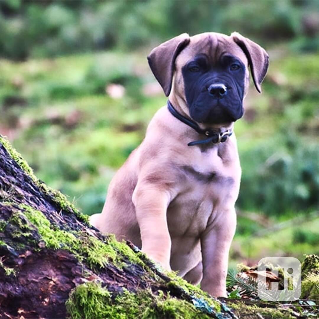 Bullmastiff štěňata na prodej roztomilá štěňata Friendly Bul - foto 1