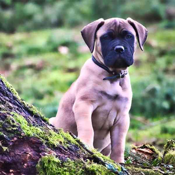 Bullmastiff štěňata na prodej roztomilá štěňata Friendly Bul - foto 1