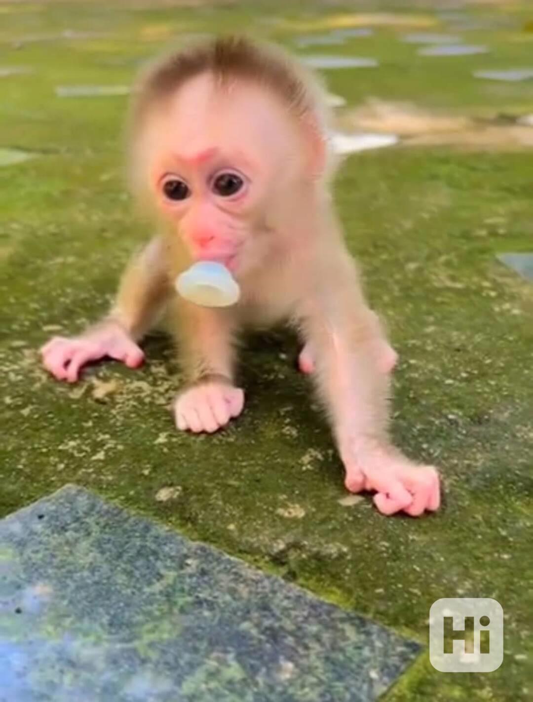 🐒 Mládě kapucínky - foto 1