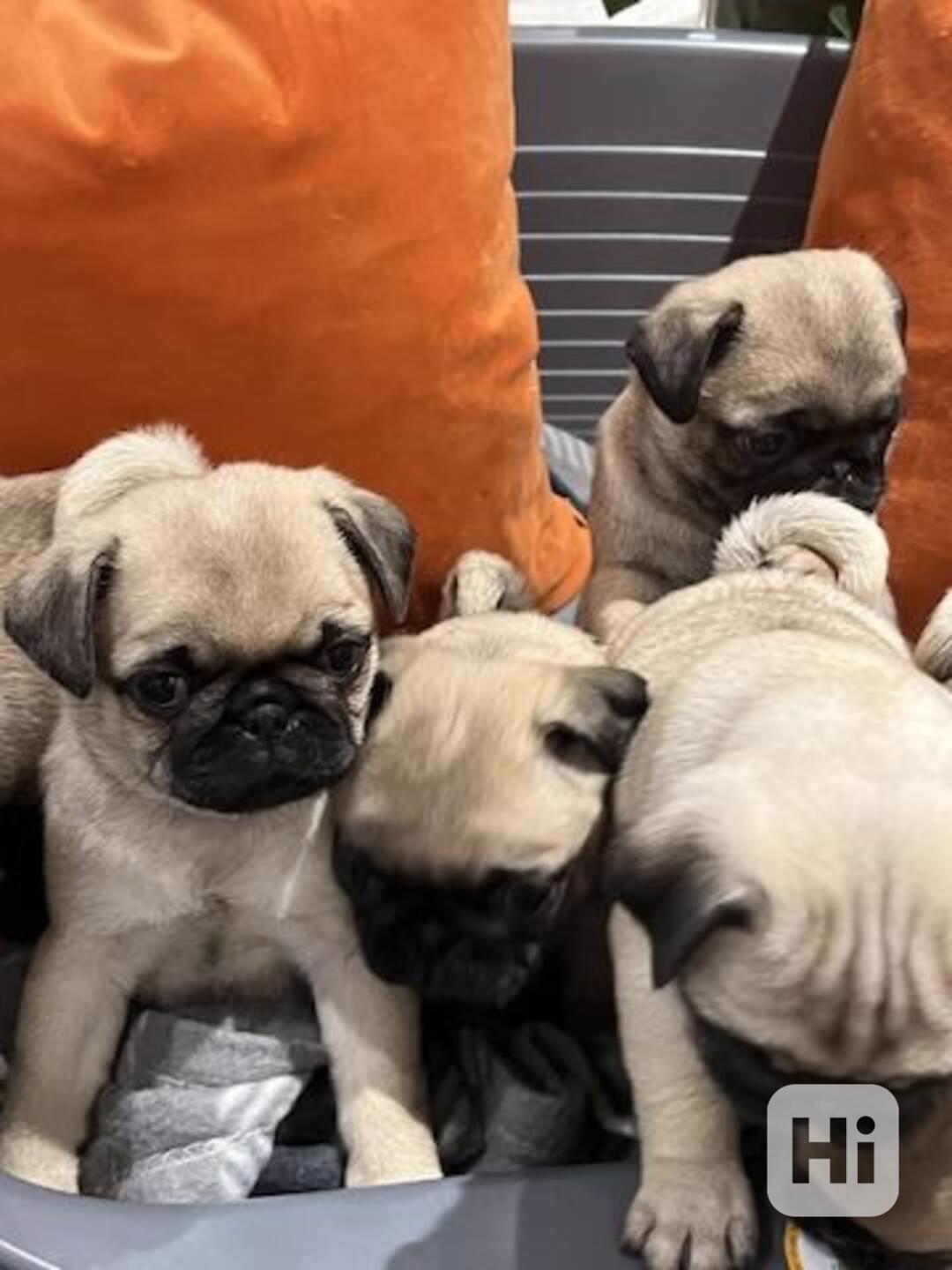 Krásná čistokrevná štěňata mopse. - foto 1