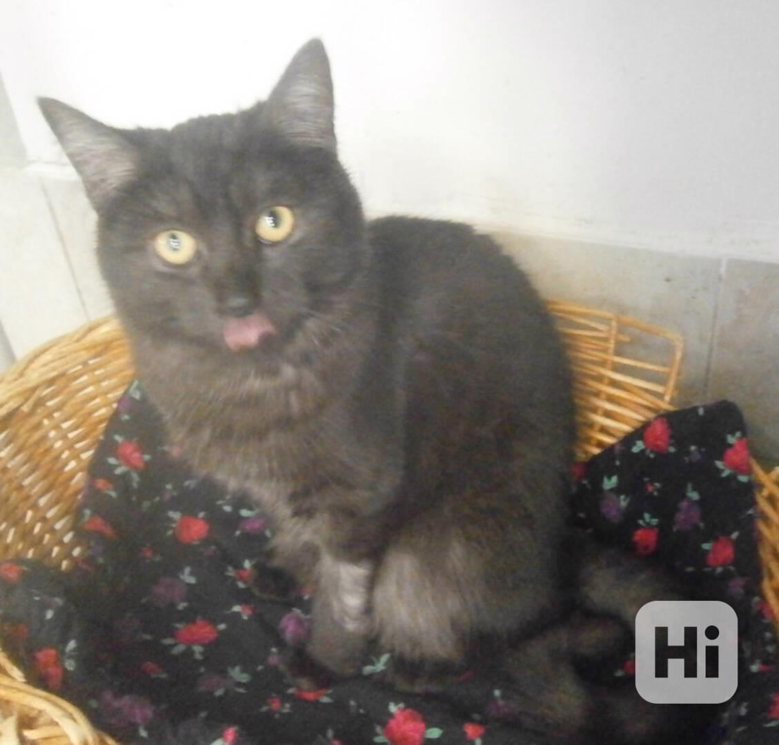 Černý až kouřový, 1roční Sam hledá domov.  - foto 1