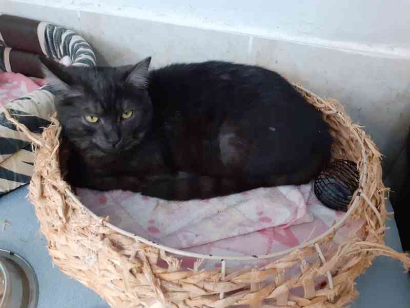 Černý až kouřový, 1roční Sam hledá domov.  - foto 7