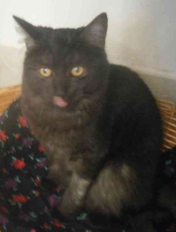 Černý až kouřový, 1roční Sam hledá domov.  - foto 2