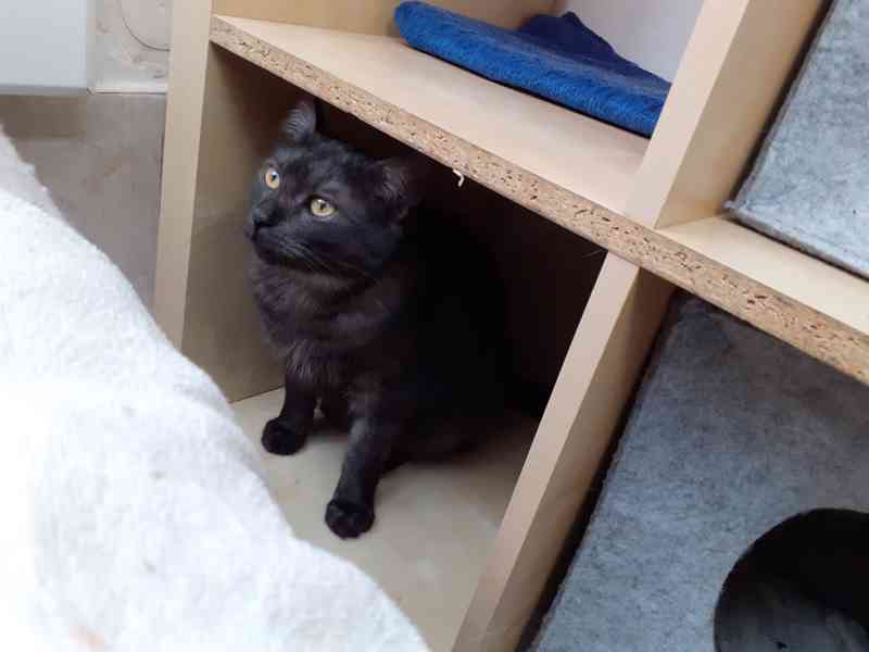 Černý až kouřový, 1roční Sam hledá domov.  - foto 8