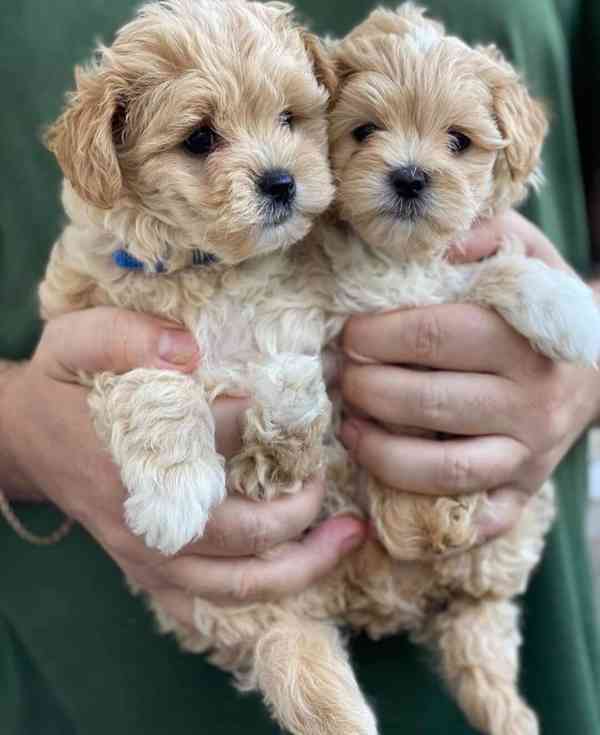 Roztomilá štěňátka Maltipoo