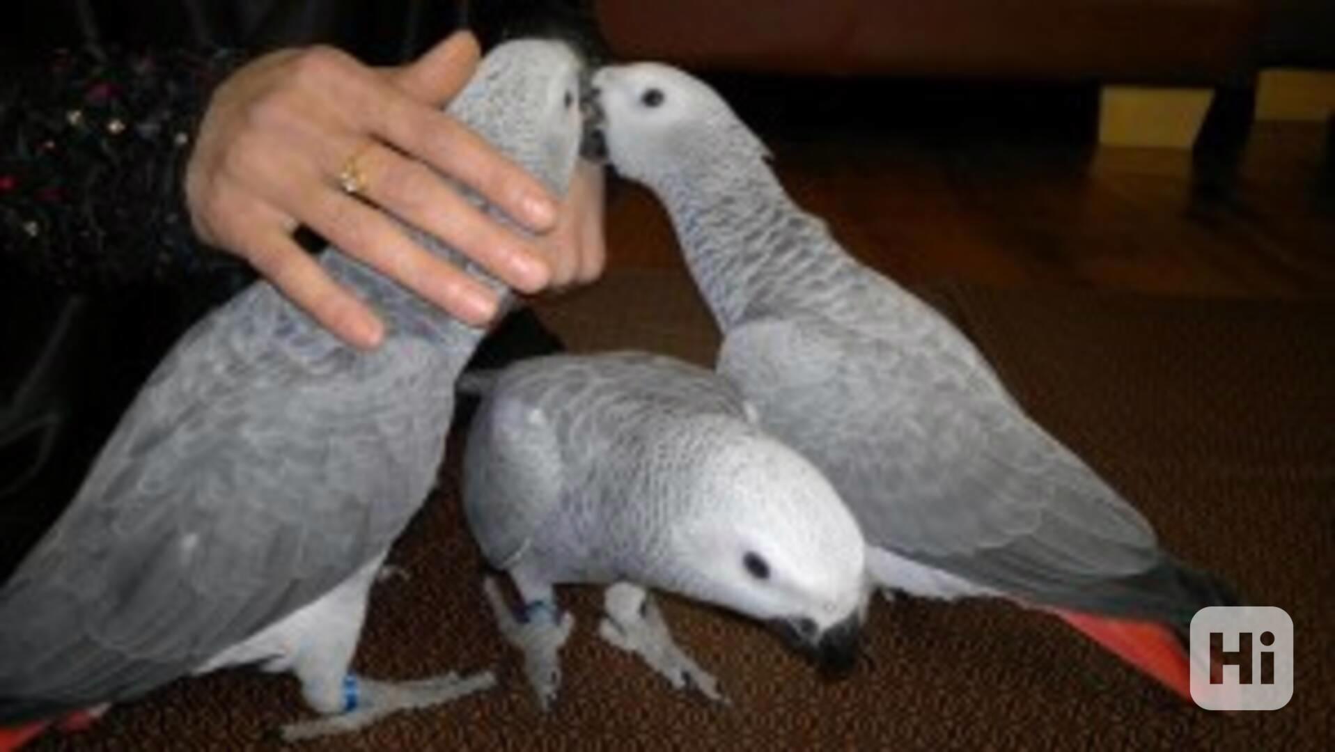 Papoušci šedí afroameričtí, kakadu tančící deštníkový a ara - foto 1