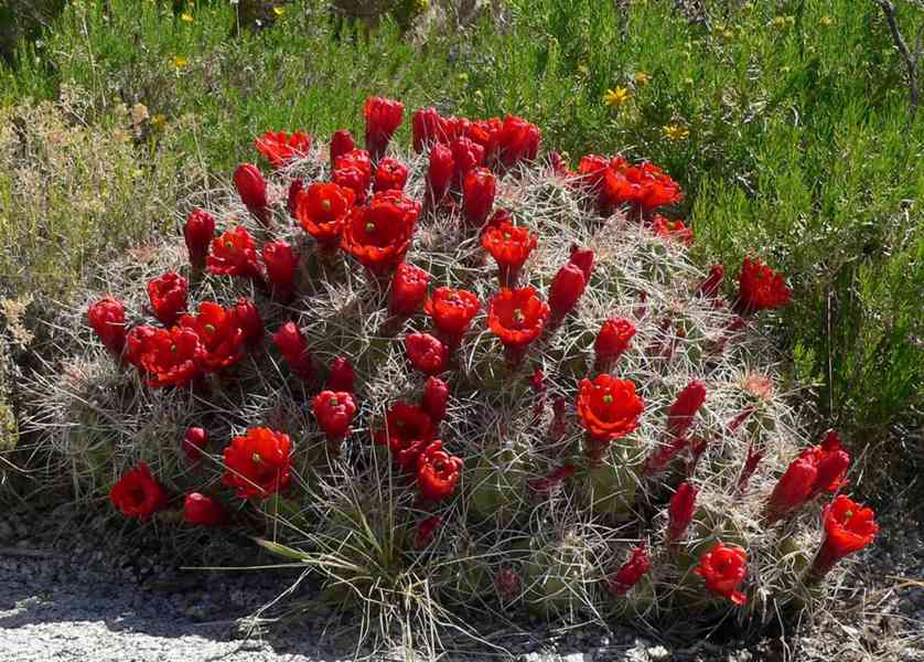 semena kaktus Echinocereus triglochidiatus - foto 1