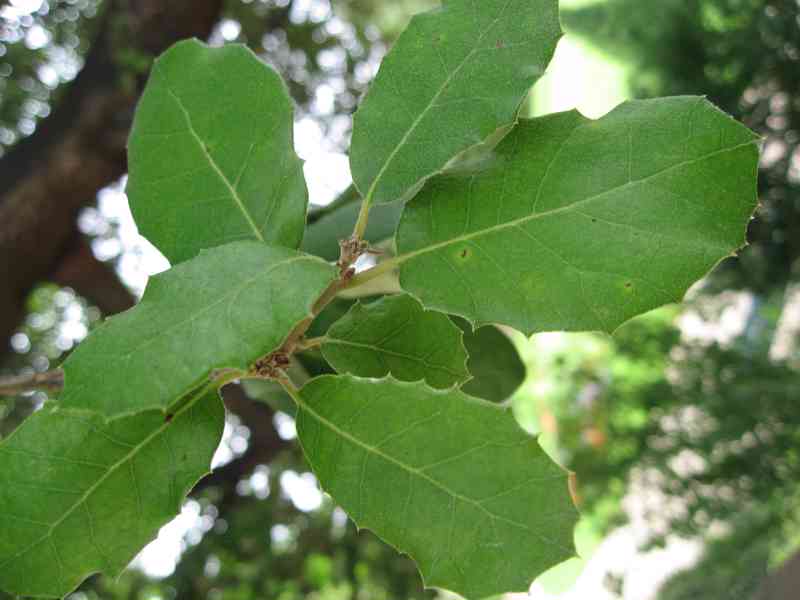 Dub cesmínový (Quercus ilex) - cca 10 cm - foto 5