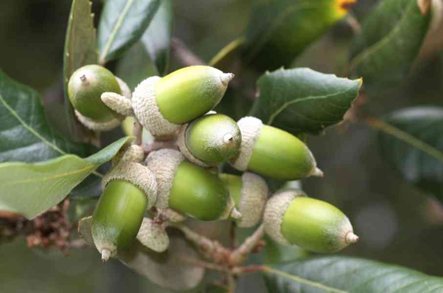 Dub cesmínový (Quercus ilex) - cca 10 cm - foto 3