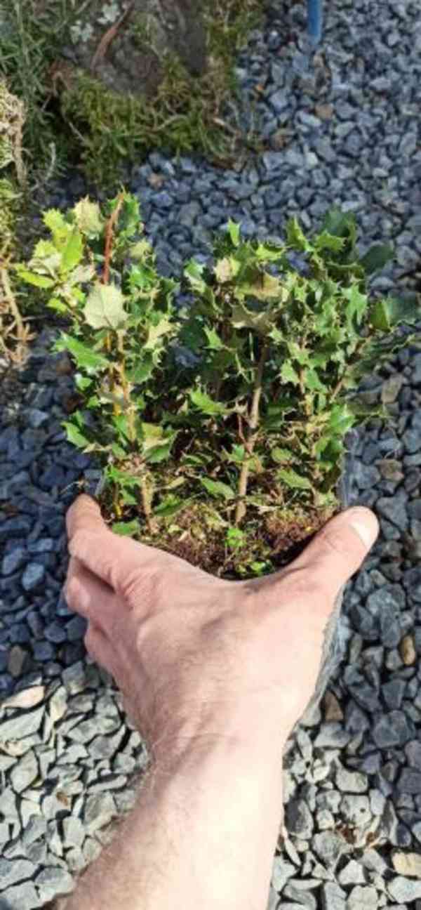 Dub cesmínový (Quercus ilex) - cca 10 cm - foto 2