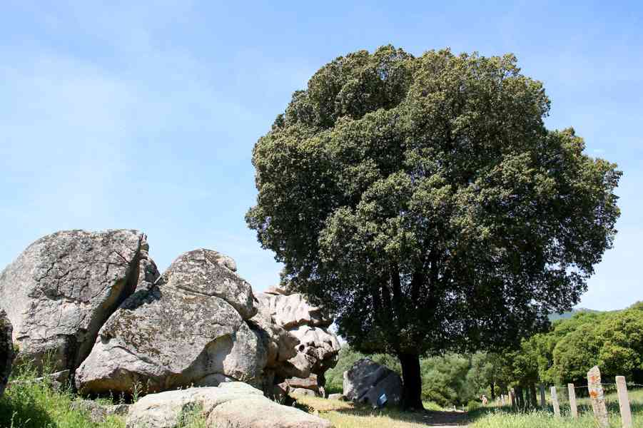 Dub cesmínový (Quercus ilex) - cca 10 cm - foto 4