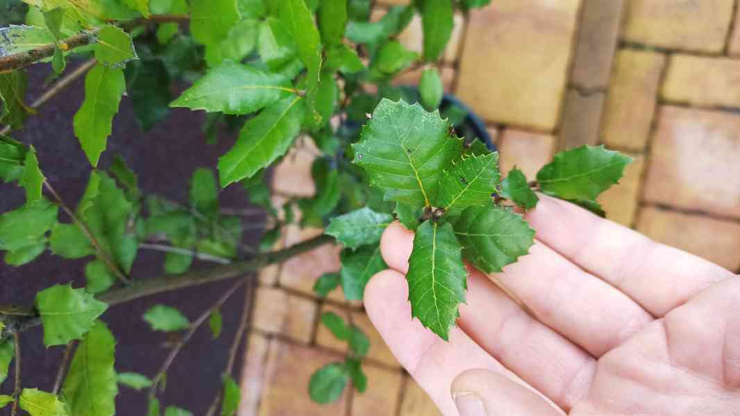 Dub cesmínový (Quercus ilex) - cca 10 cm - foto 1