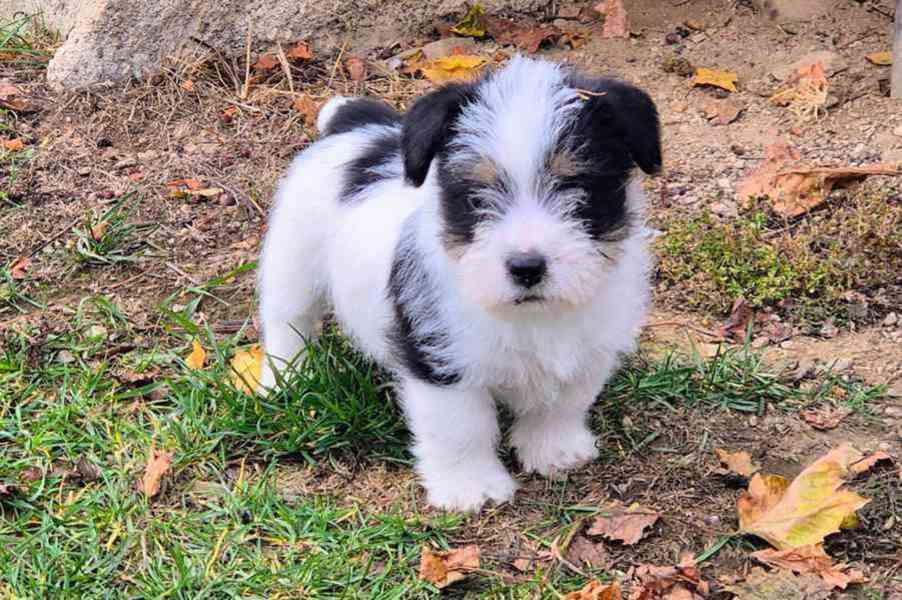 štěňátka shih tzu k adopci zdarma
