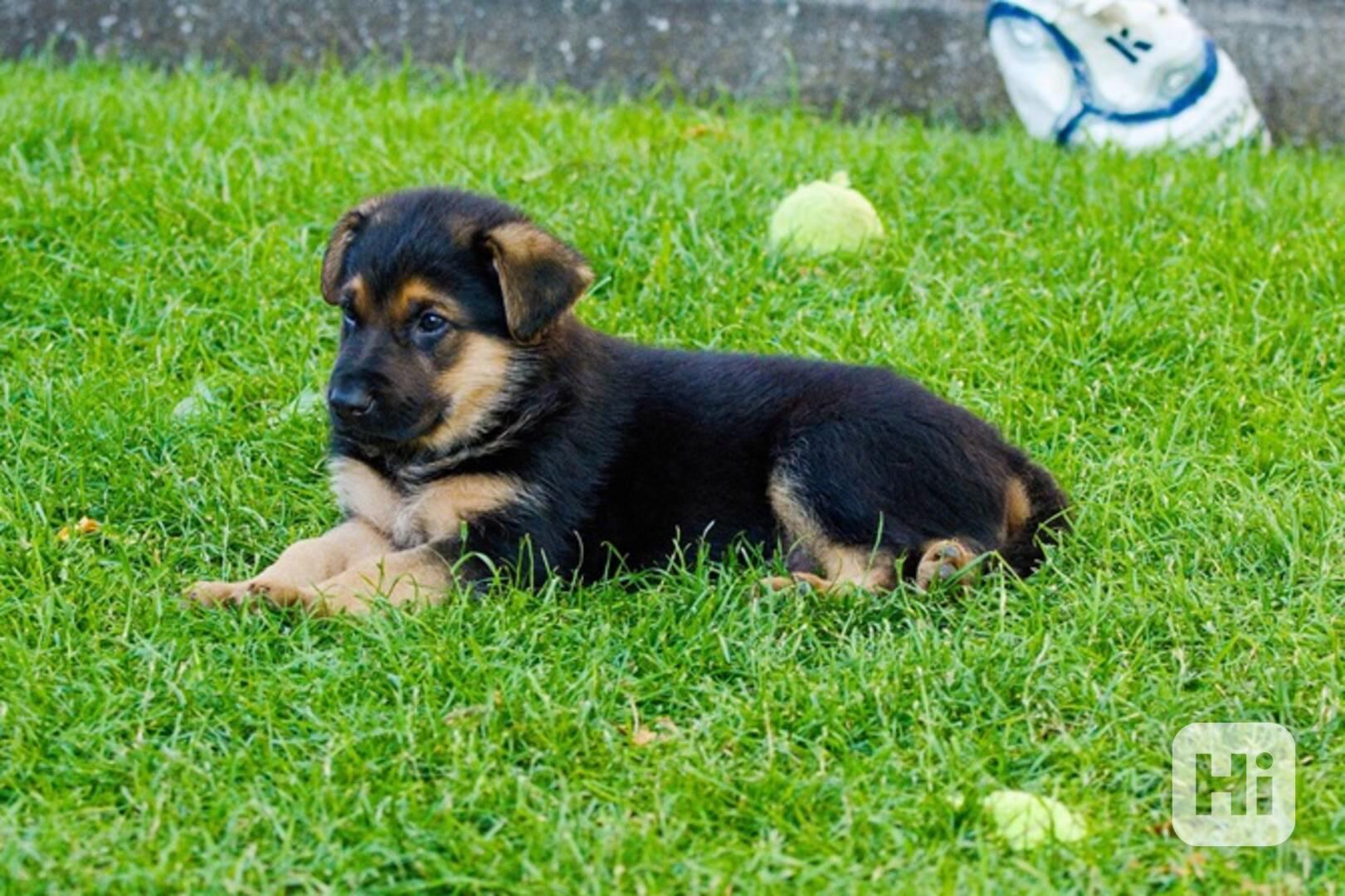 Štěňata německý ovčák typu "Rex" - foto 1