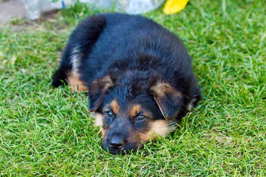 Štěňata německý ovčák typu "Rex" - foto 2