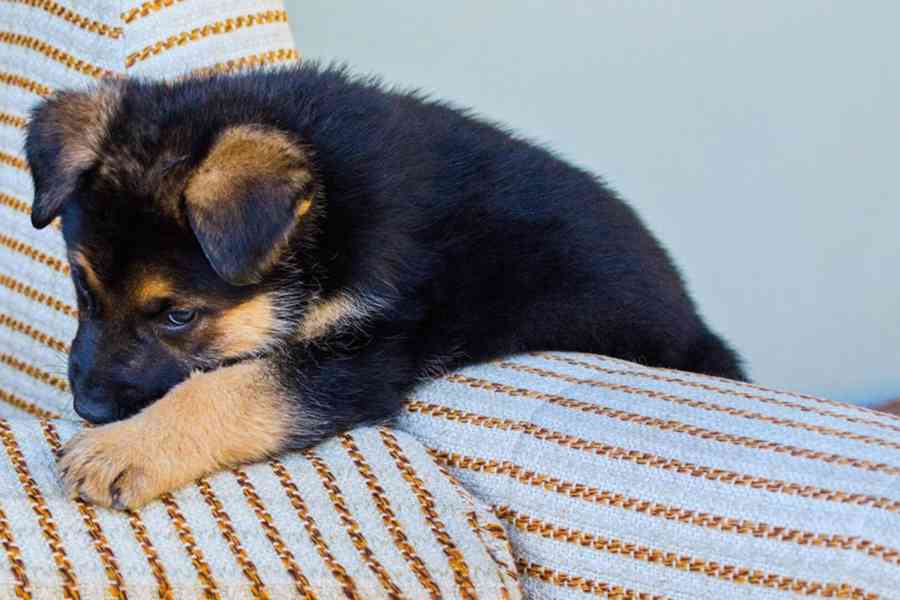 Štěňata německý ovčák typu "Rex" - foto 5