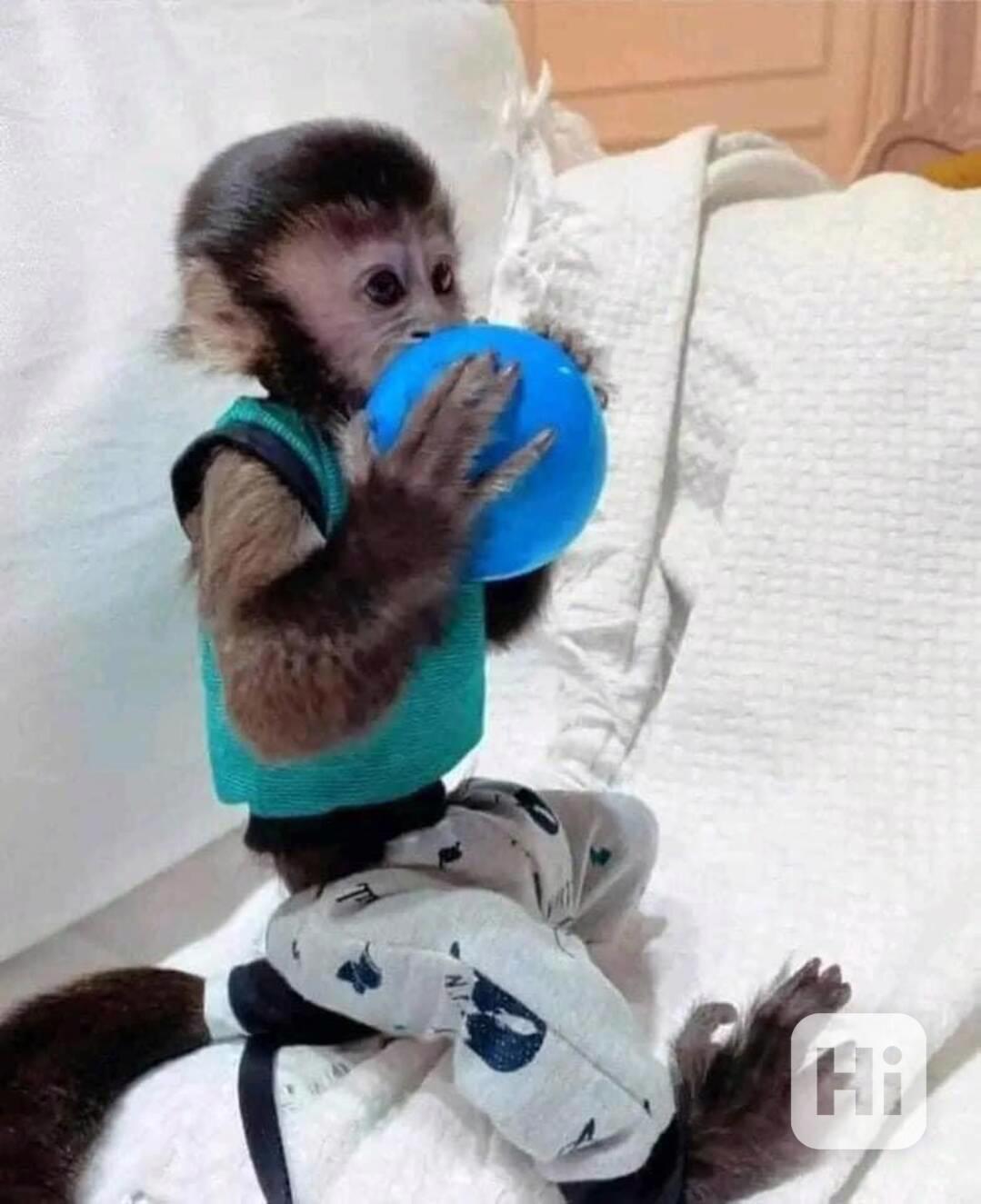 kapucínská opice k adopci - foto 1