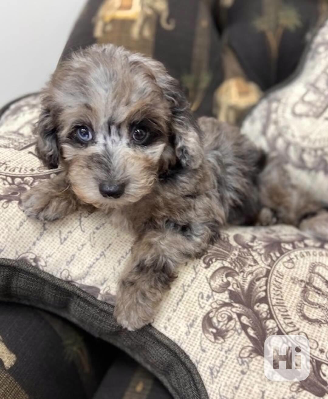 Štěňata čistokrevného pudla - foto 1